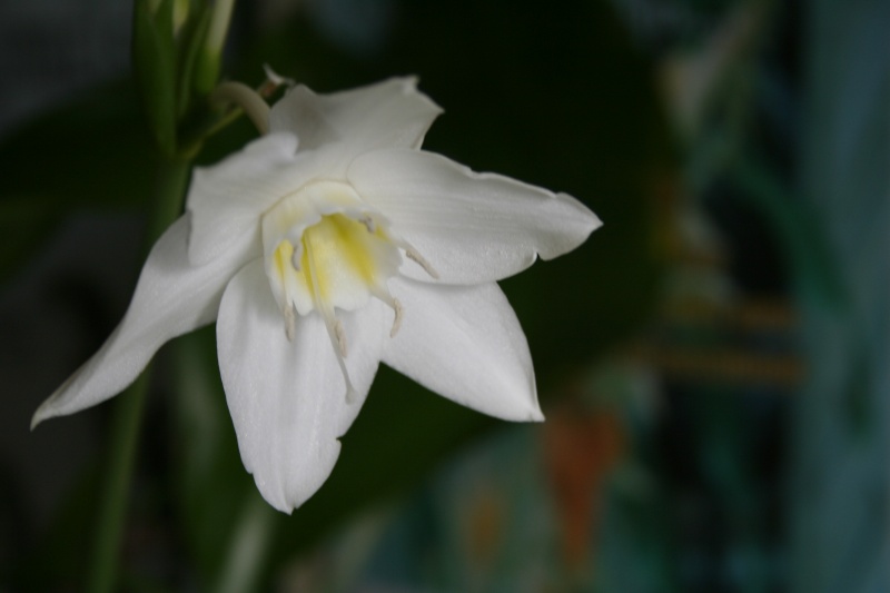 Un beau bulbe amazonien: Eucharis grandiflora Euchar12