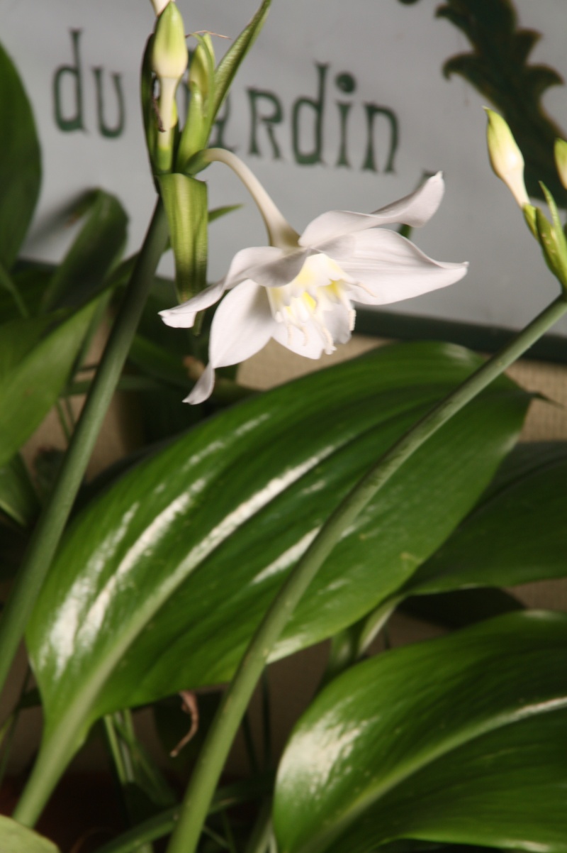 Eucharis grandiflora , mon lis de Noel Euchar15