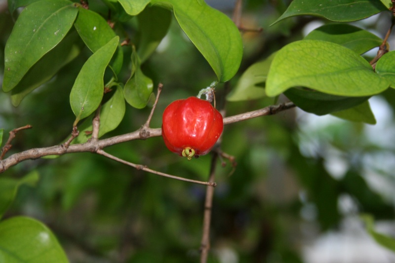 Eugenia myrtifolia Eugeni10