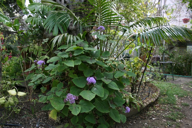 Eupatorium sordidum, à connaitre et à avoir Eupato12