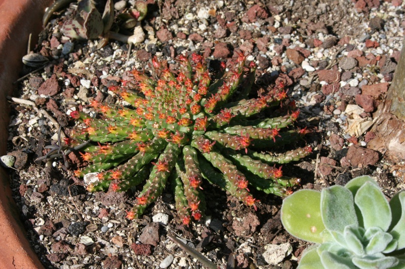 euphorbia gorgonis Euphor40