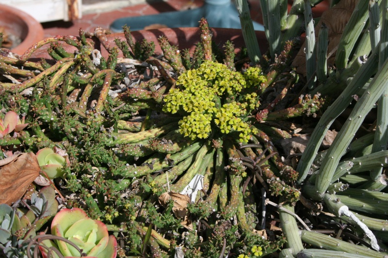 euphorbia gorgonis Euphor41