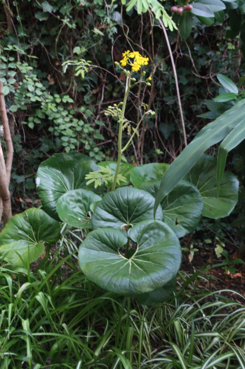 Farfugium japonicum, vraiment décorative... et rustique Farfug18