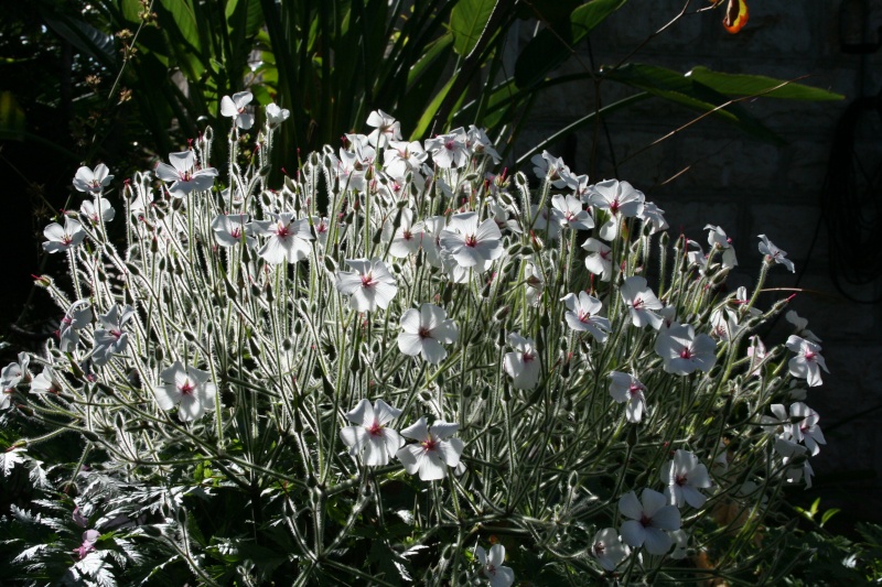 Effets de soleil sur Geranium maderense blanc Gerani20