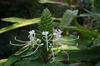 Hedychium ellipticum , si rustique que ça? Hedych13