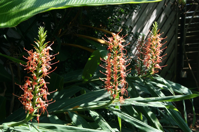 Hedychium coccineum var carneum, toujours aussi beau Hedych20