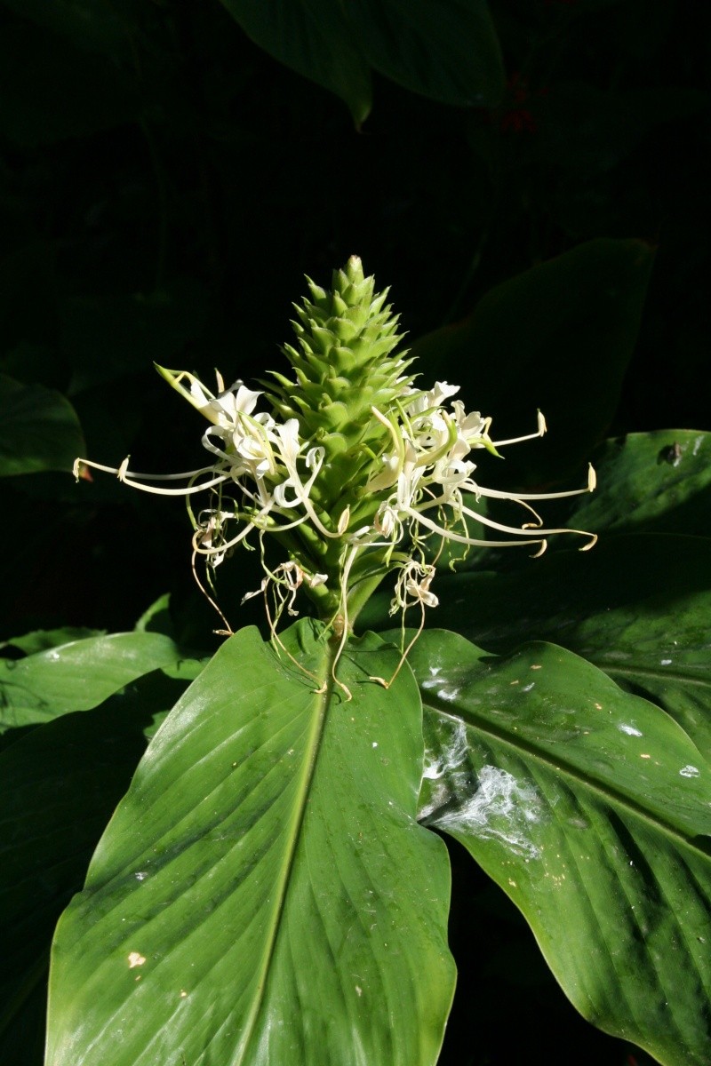 Hedychium miniature tardif inconnu Hedych36