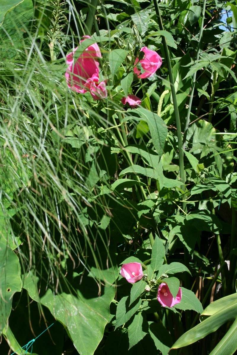 Hibiscus palustris Hibisc20