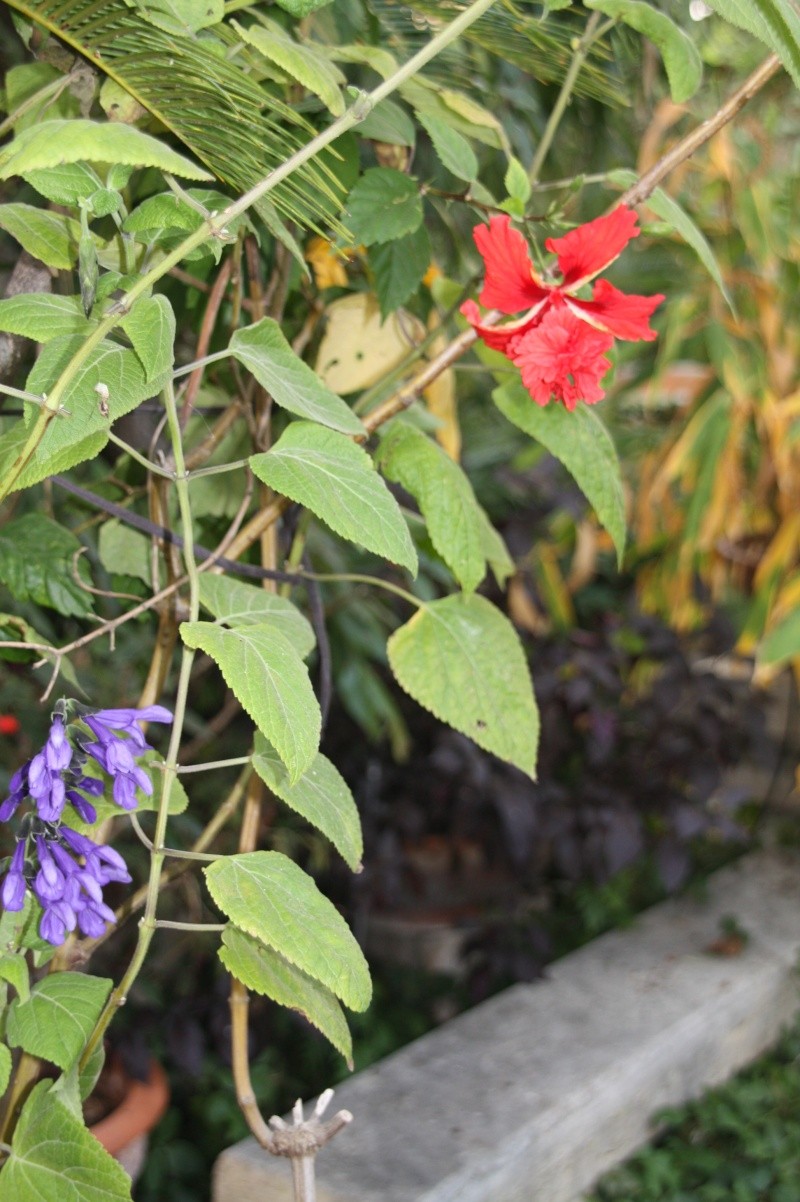 quelle sauge ? [Salvia concolor] Hibisc36