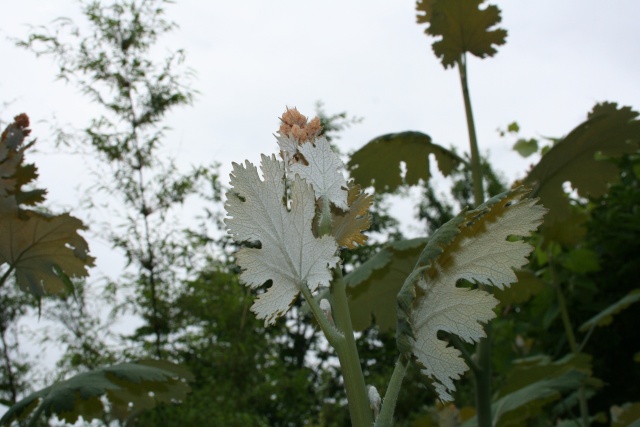 Grande plante de terrain humide ( Identifiée : Macleaya cordata ) Img_2011