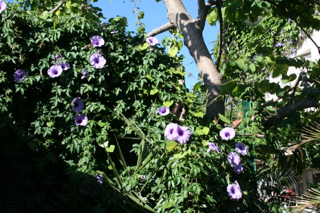 Ipomoea caraica Ipomoe18