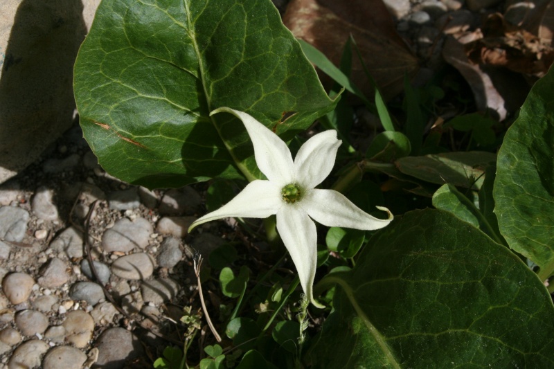 Jaborosa integrifolia, un couvre sol invasif mais sympatique Jaboro10