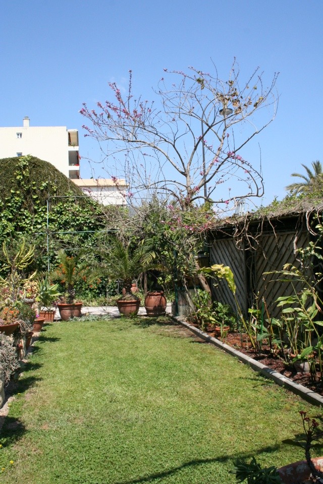 Alpinia malaccencis Jardin14