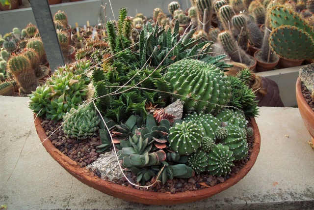 Exemples de coupes de succulentes au Jardin Exotique de Monaco Je_de_11