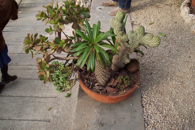 Exemples de coupes de succulentes au Jardin Exotique de Monaco Je_de_13