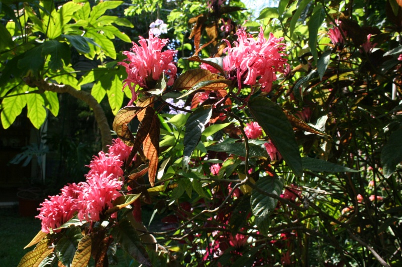 Justicia carnea, une plante que je recommande Justic19