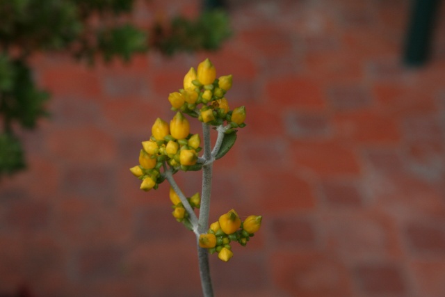 Kalanchoe, début de floraison Kalanc11