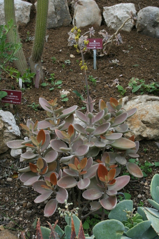 Kalanchoe orygalis, à se procurer Kalanc17