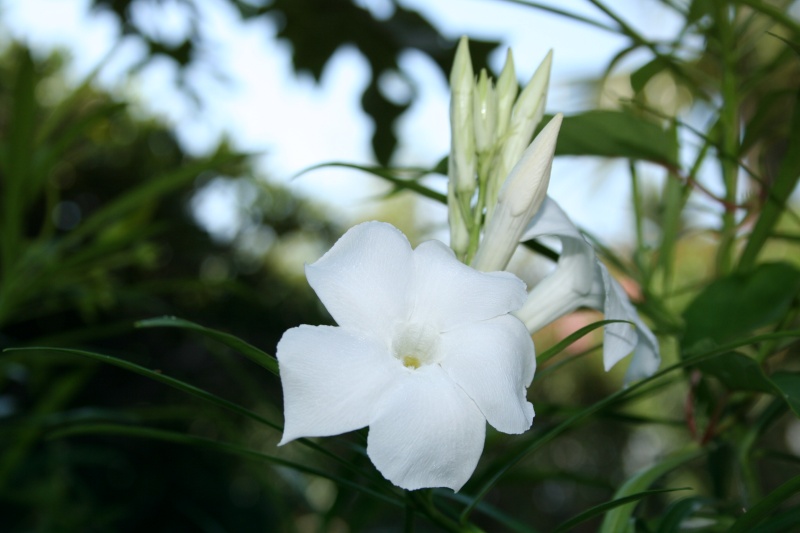 Trois fleurs blanches cousines du Frangipanier Mandev16