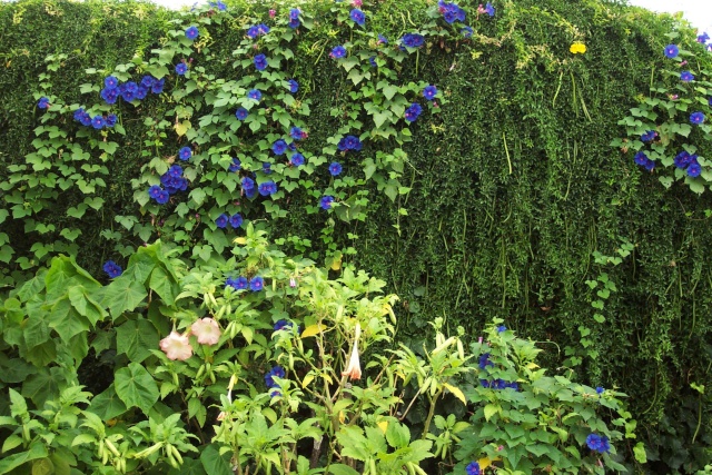 Ipomoea indica Mur_co11
