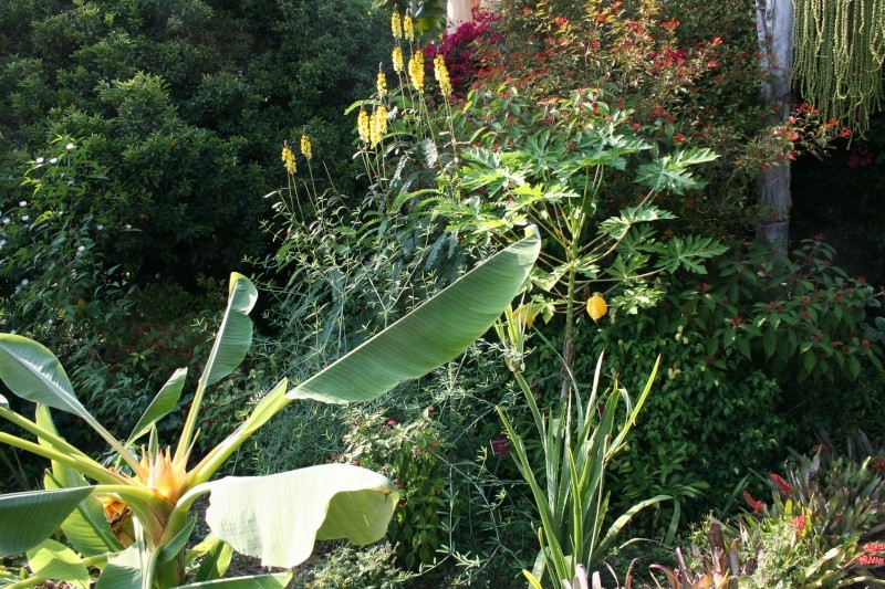 Exemples de superbes tropicales cultivées en pleine terre en métropole Musell14