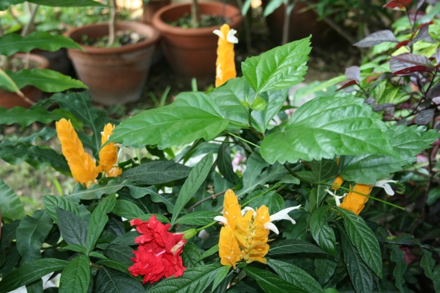 Pachystachys lutea Pachys10