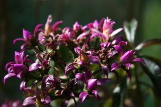 Pereskia grandifolia var violacea Peresk12