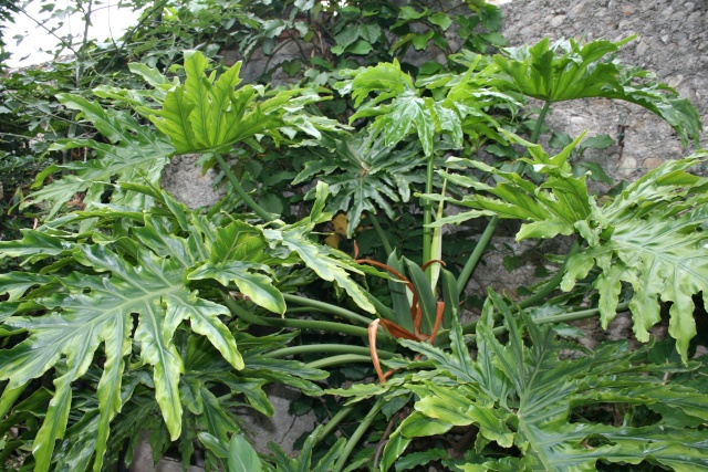 Philodendron Xanadu Philod10