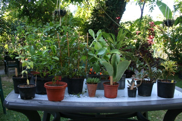 Bourse aux plantes du JB de Nice,hier 4 octobre Plante10