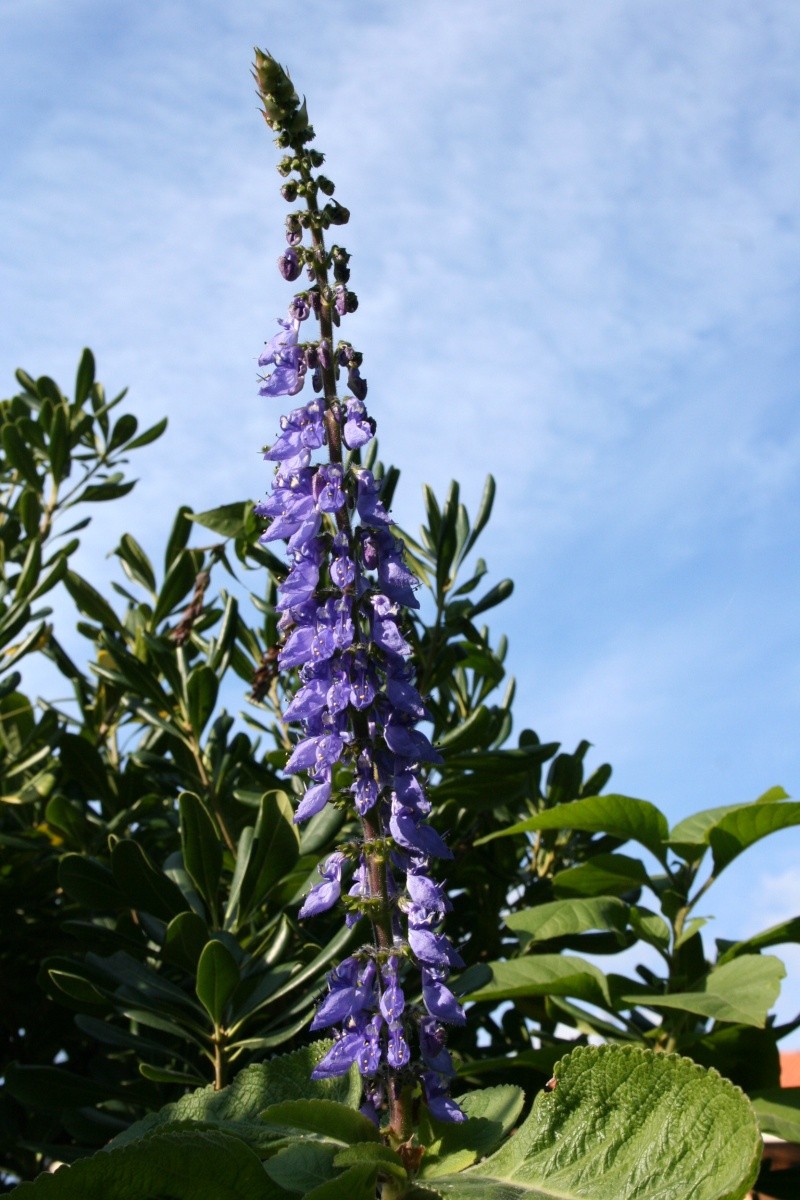 Plectranthus barbatus, un hivernal Plectr12