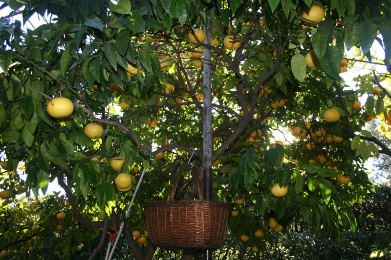 Plumeria Pomelo15