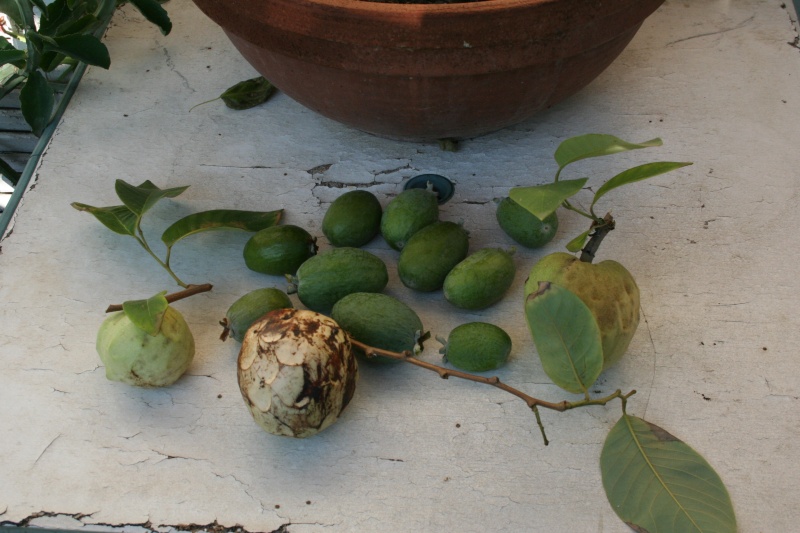 Récolte de saison, Feijoa et Annones Racolt11