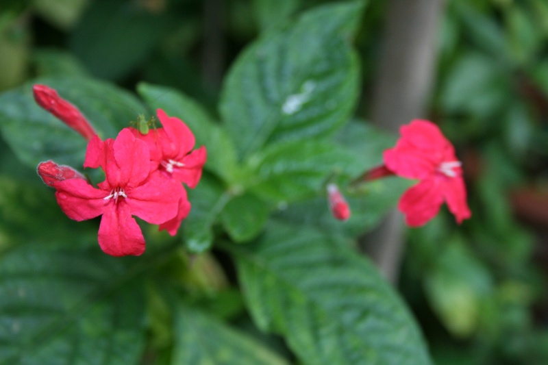 Quelques acanthaceae en gros plan  Ruelli19