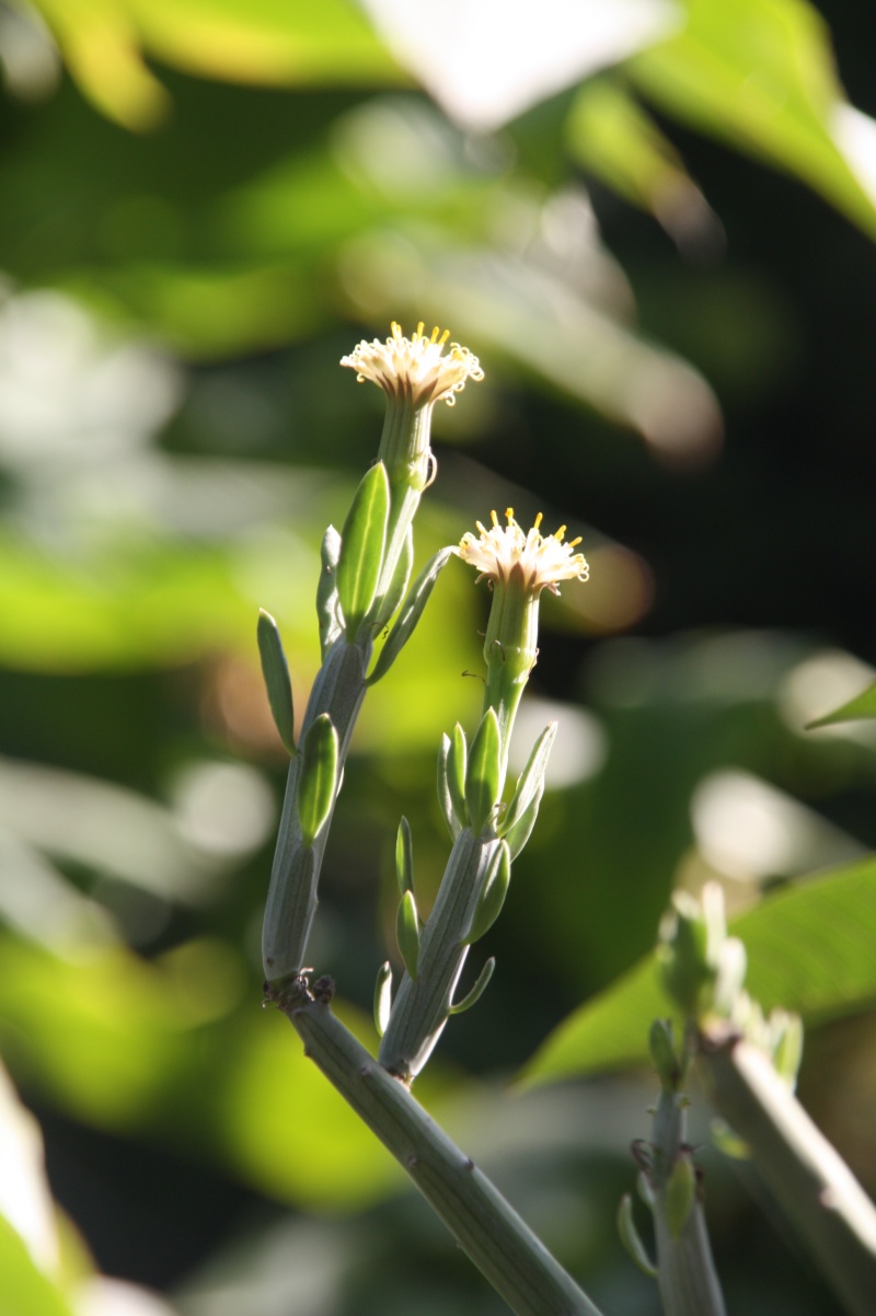 Senecio anteuphorbium en fleurs Seneci54