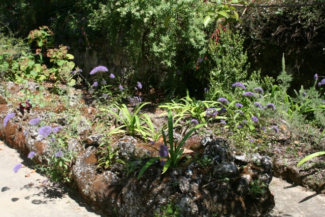 Bourse aux plantes, mes plantes récupérées Serre_17