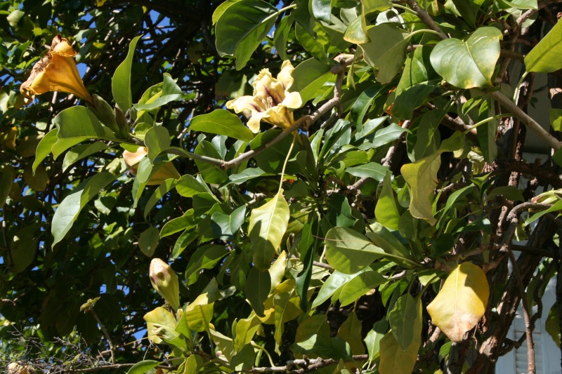 solandra et billbergia Soland13