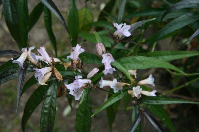 Quelles sont les plantes en fleurs dans vos jardins? Strobi10