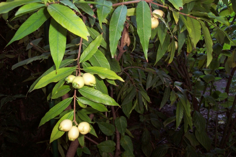 Syzygium malaccense Syzygi15