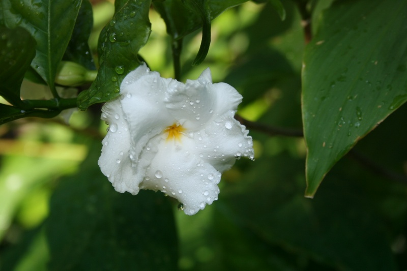 Trois fleurs blanches cousines du Frangipanier Tabern14