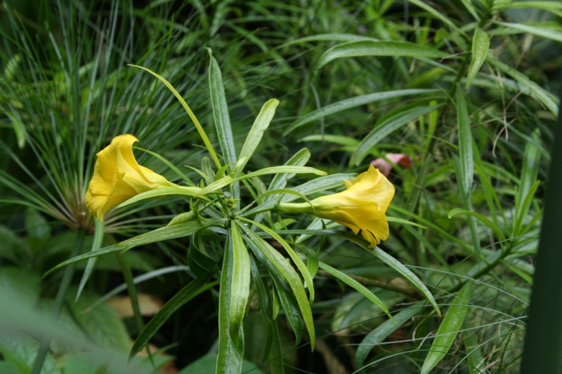Thevetia peruviana, le laurier rose jaune ! Thevet10