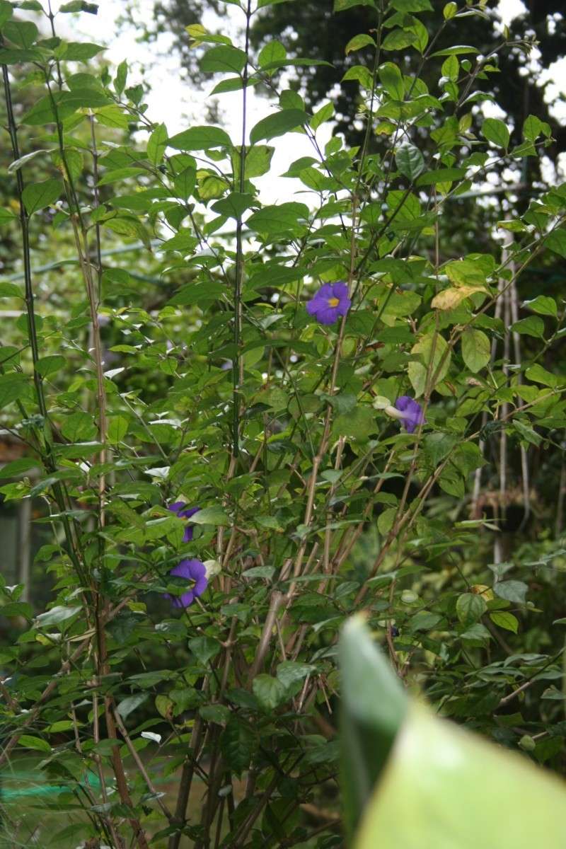 Thunbergia erecta Thunbe25