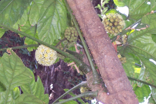 Quiz en boule! (Trouvé : Treculia africana ) Treves11