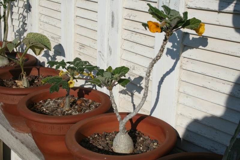 uncarina peltata Uncari20