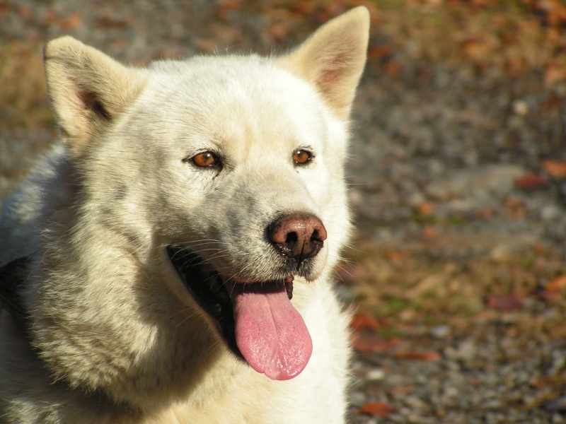 concours de photos Chiens11