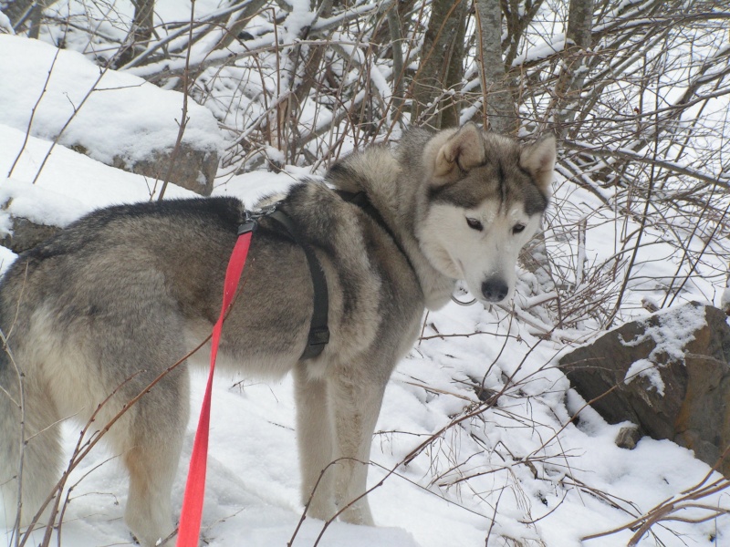 balade dans la neige a cergnement Pict3421