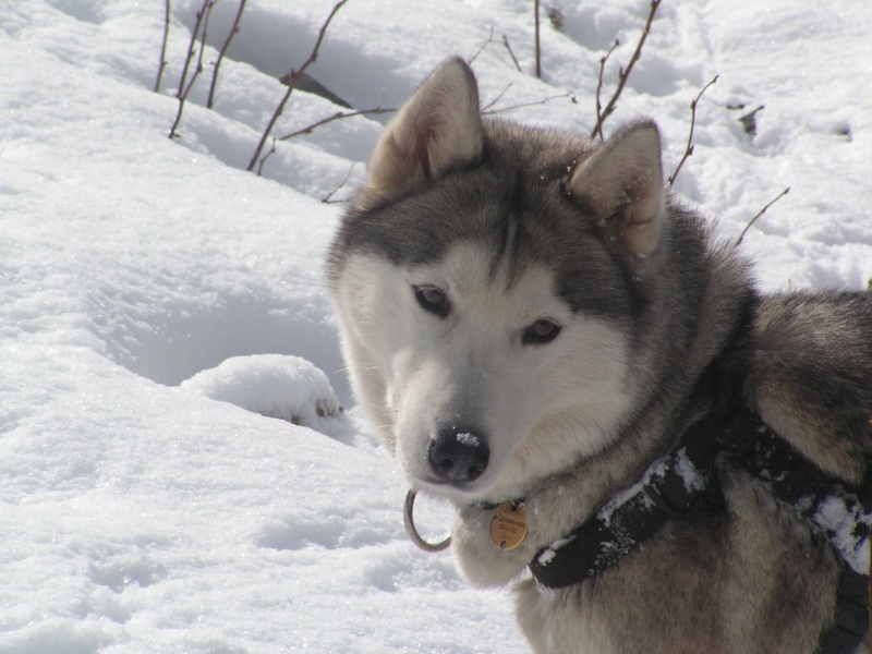 balade dans la neige a cergnement Pict3511