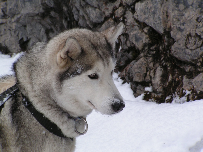 balade dans la neige a cergnement Pict3514