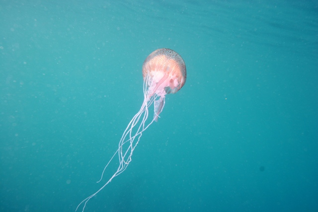 ballade en plongée.... Meduse10