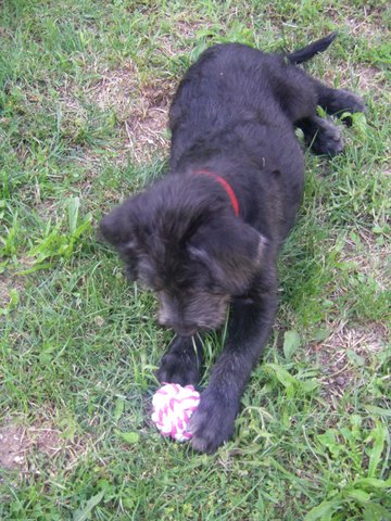 Chiot male de 2 mois - X Griffon - Dépt.13 232