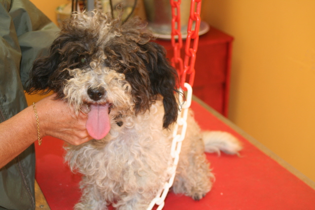 WENDY - X Caniche Bichon - 5 ans - Femelle - Dépt.13 Chiens32